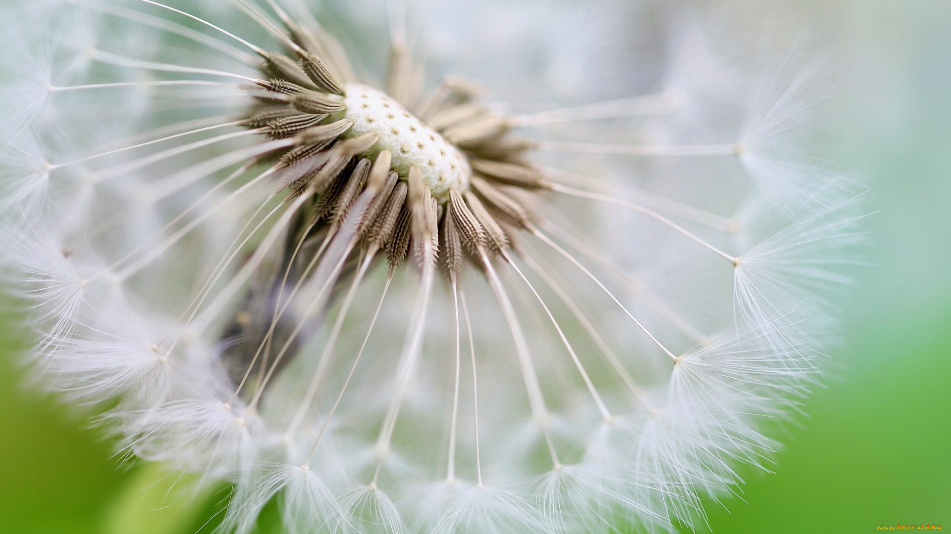 цветы, одуванчики, пушистый, одуванчик, макро