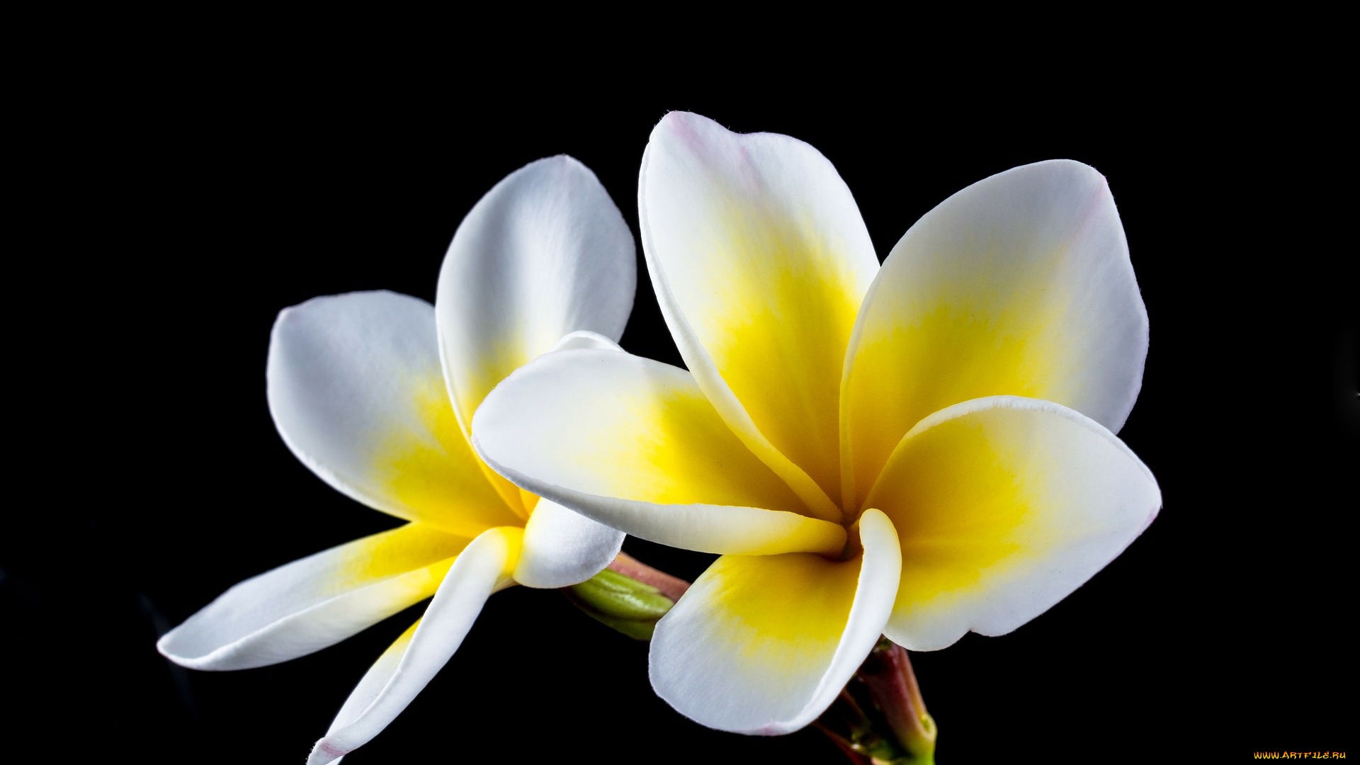 цветы, плюмерия, белая, черный, фон