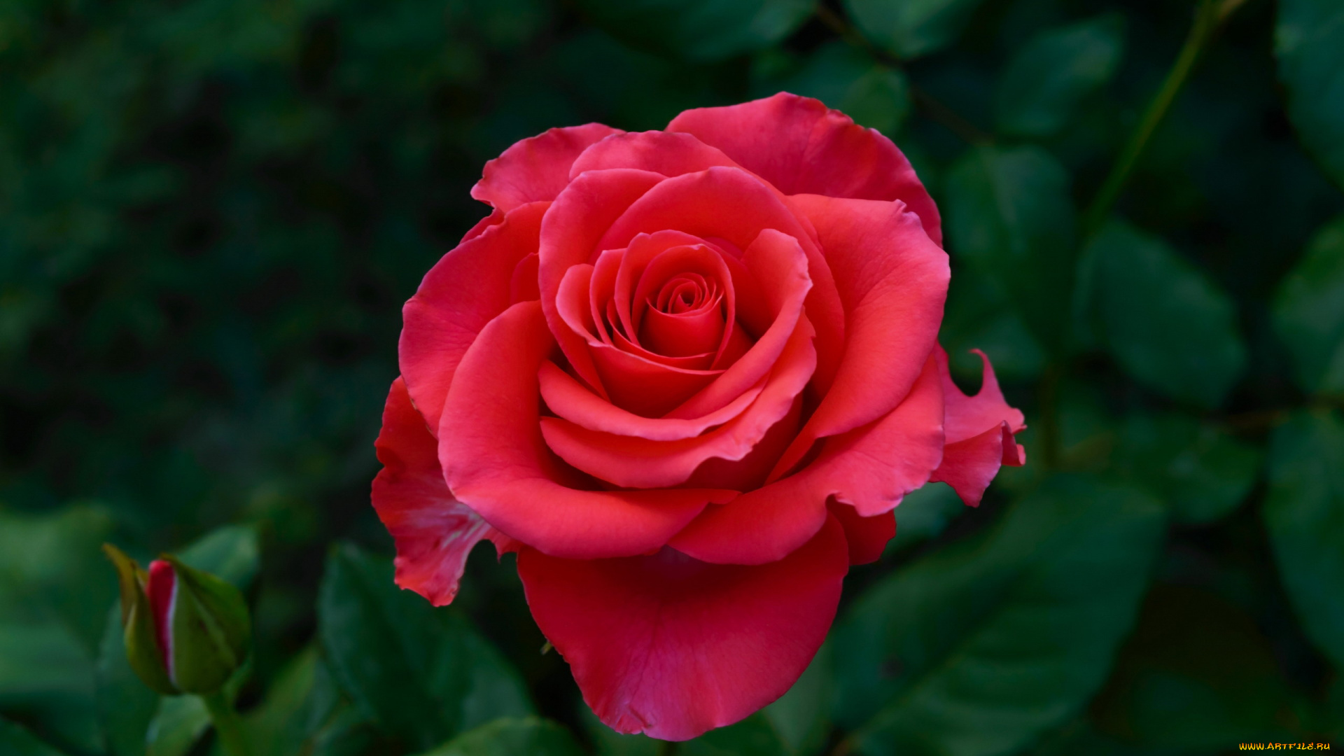 цветы, розы, розовая, роза, макро