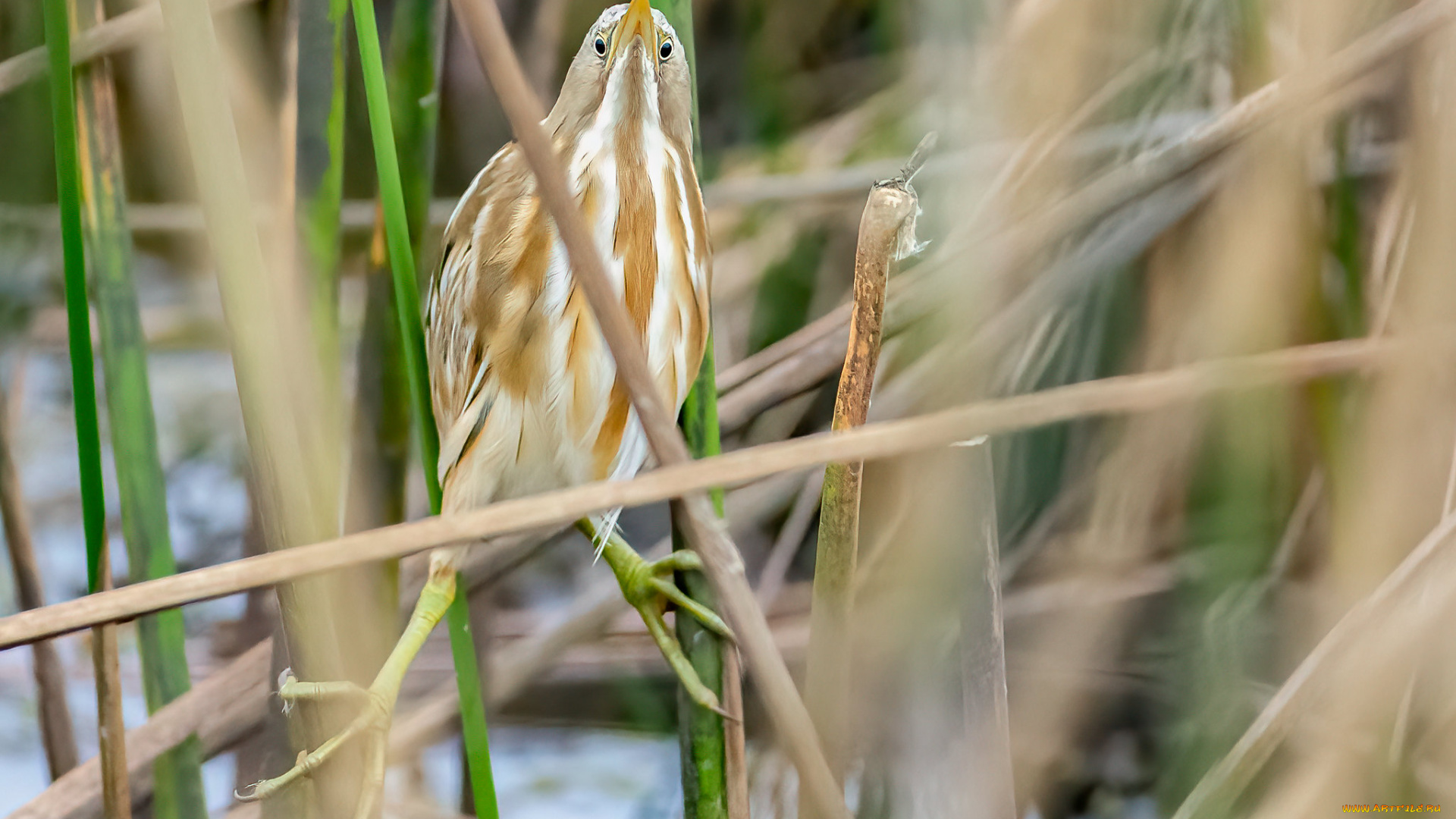 животные, цапли, , выпи, птица