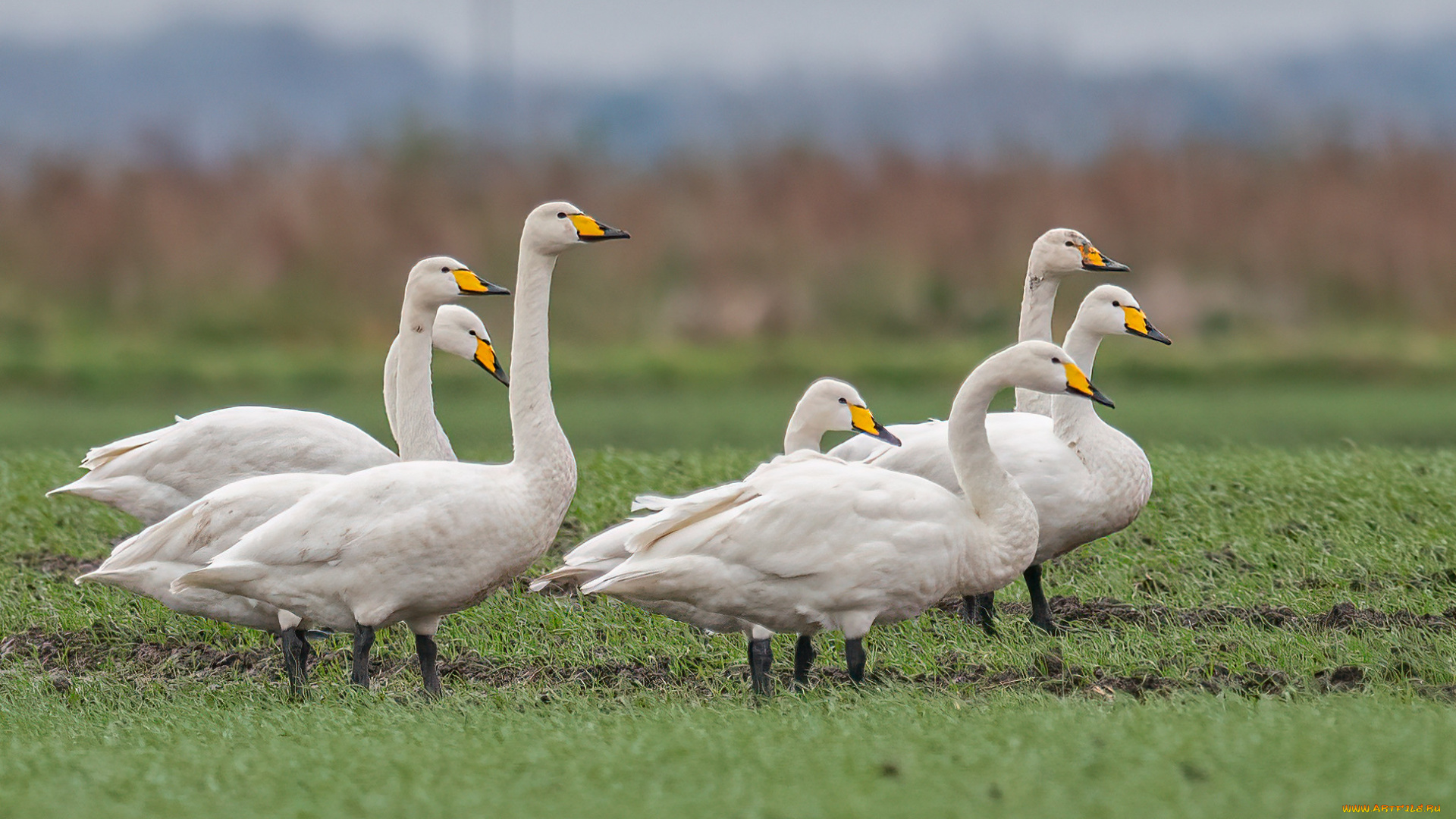 животные, гуси, птицы