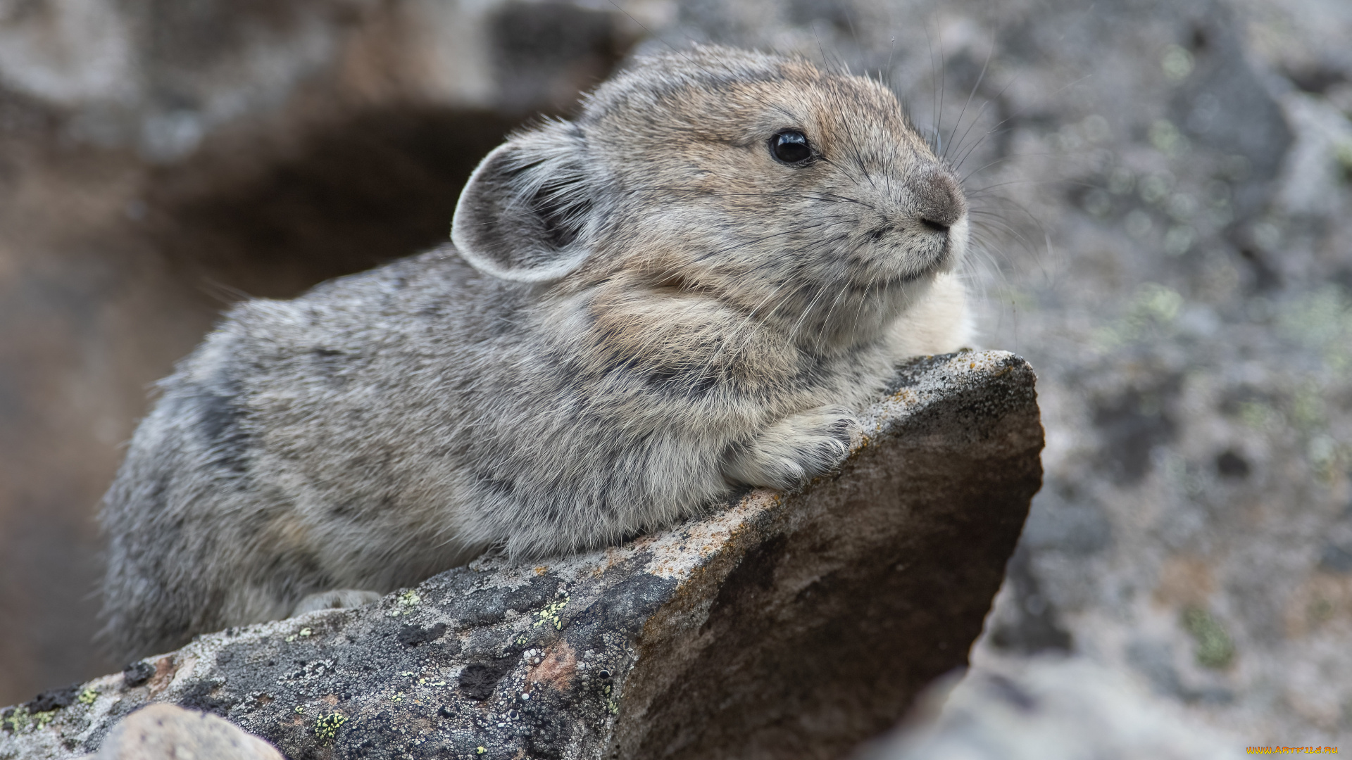 животные, крысы, , мыши, грызун