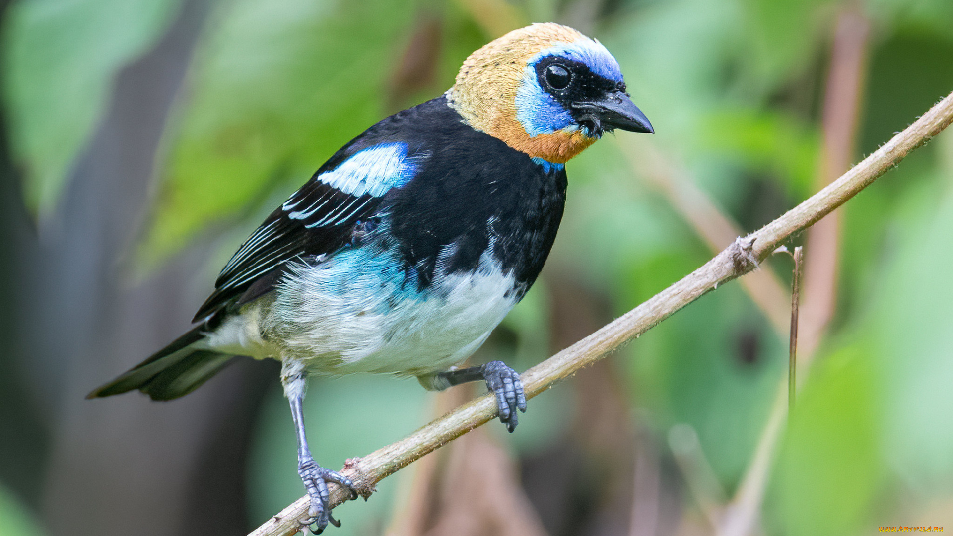 животные, птицы, птица