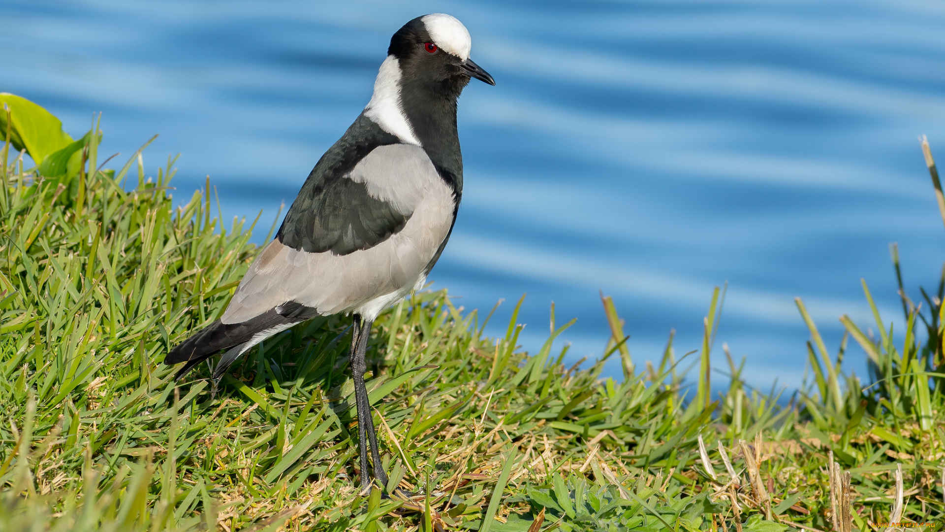 животные, вальдшнепы, , кроншнепы, , бекасы, птица