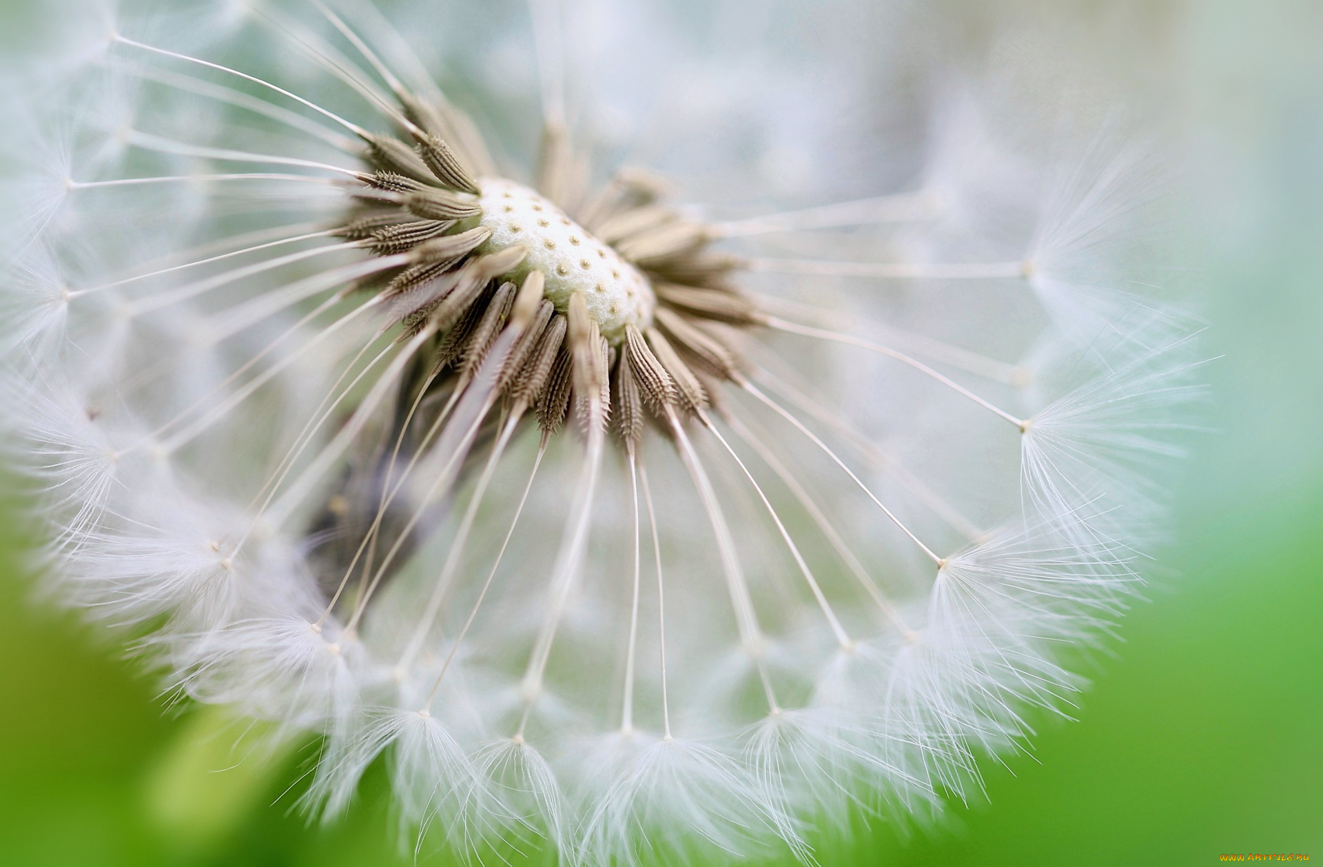 цветы, одуванчики, пушистый, одуванчик, макро