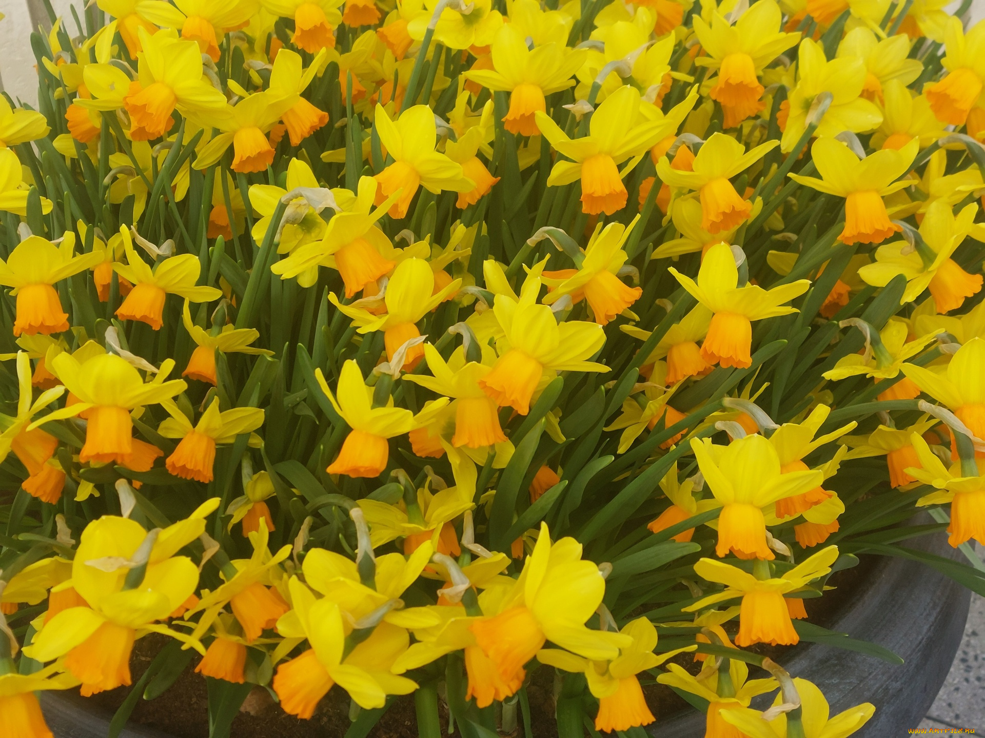 цветы, нарциссы, желтые, много