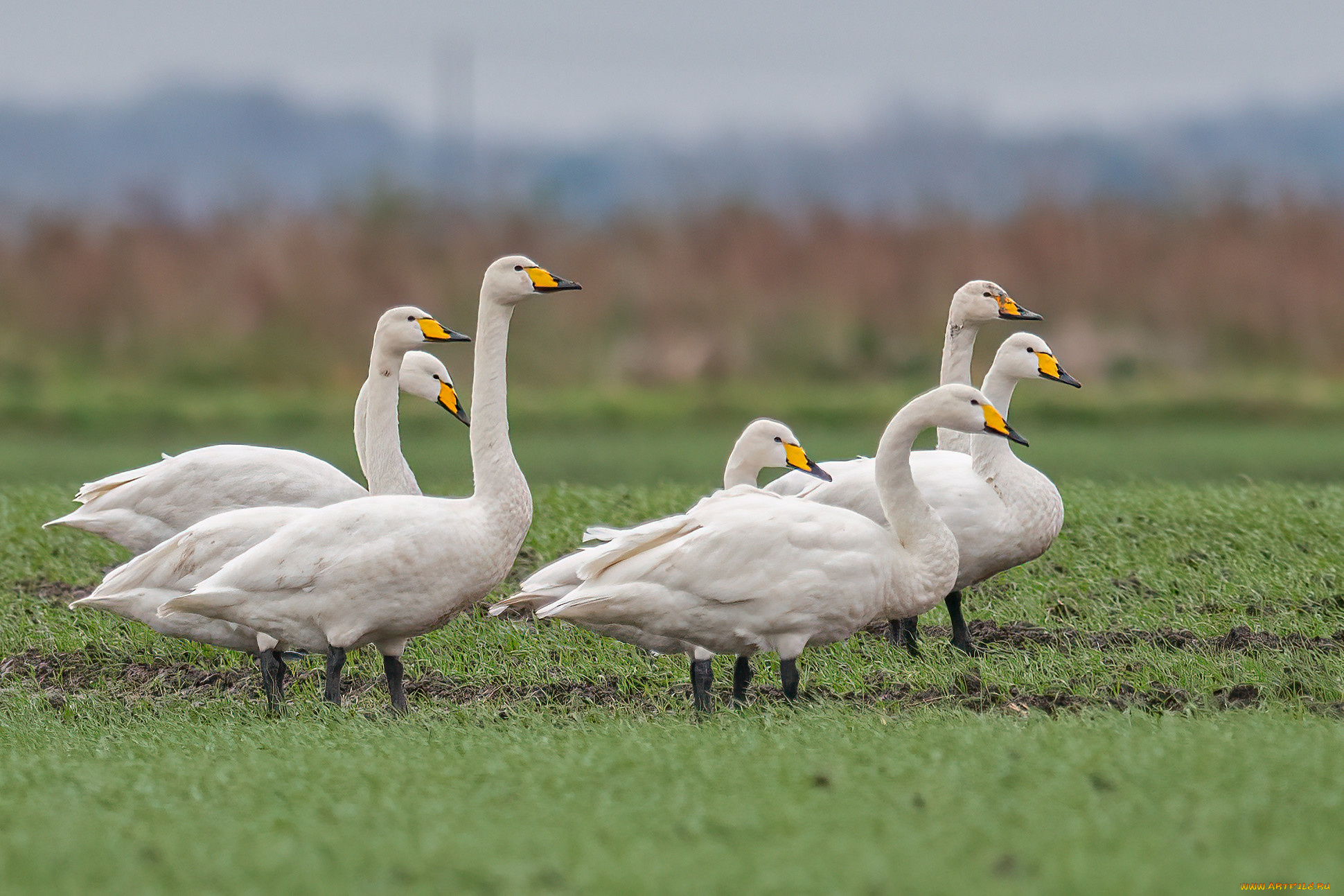 животные, гуси, птицы