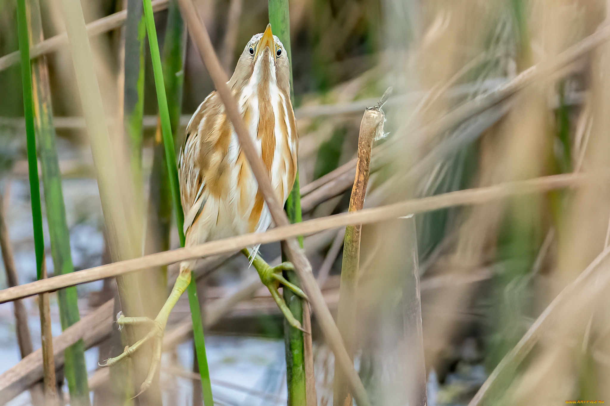 животные, цапли, , выпи, птица