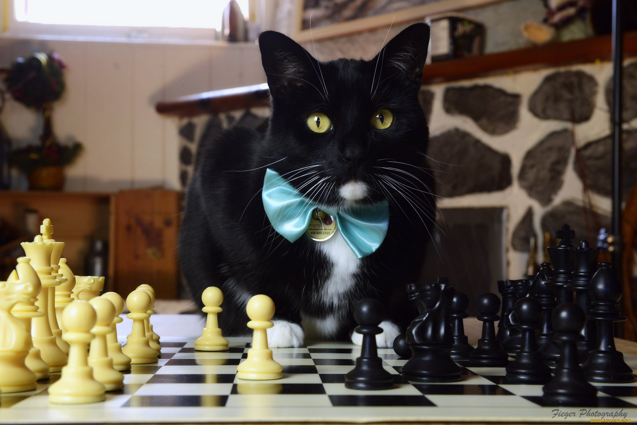 животные, коты, кот, кошка