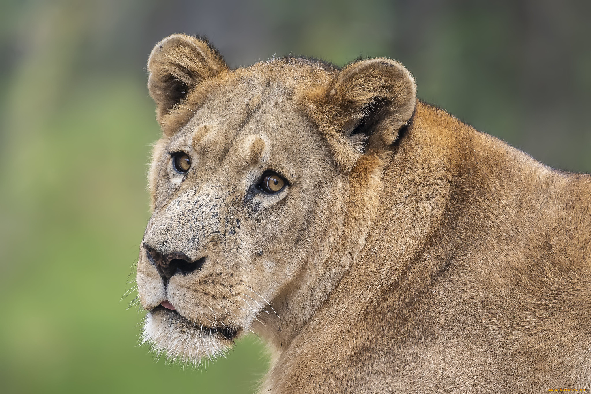 животные, львы, львица