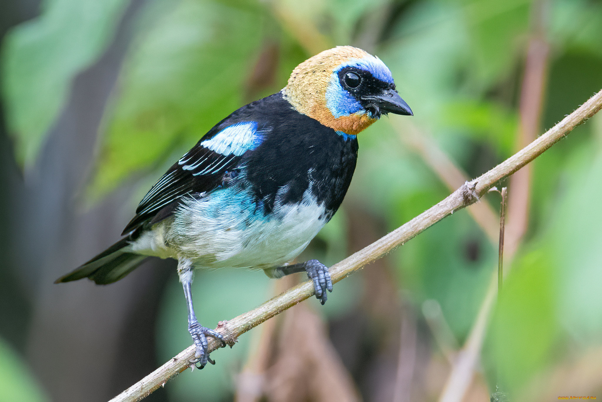 животные, птицы, птица