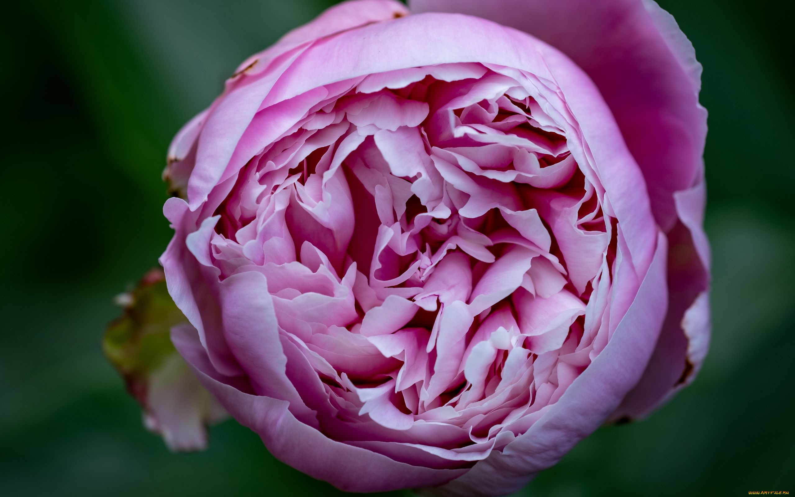 цветы, пионы, розовый, пион, макро