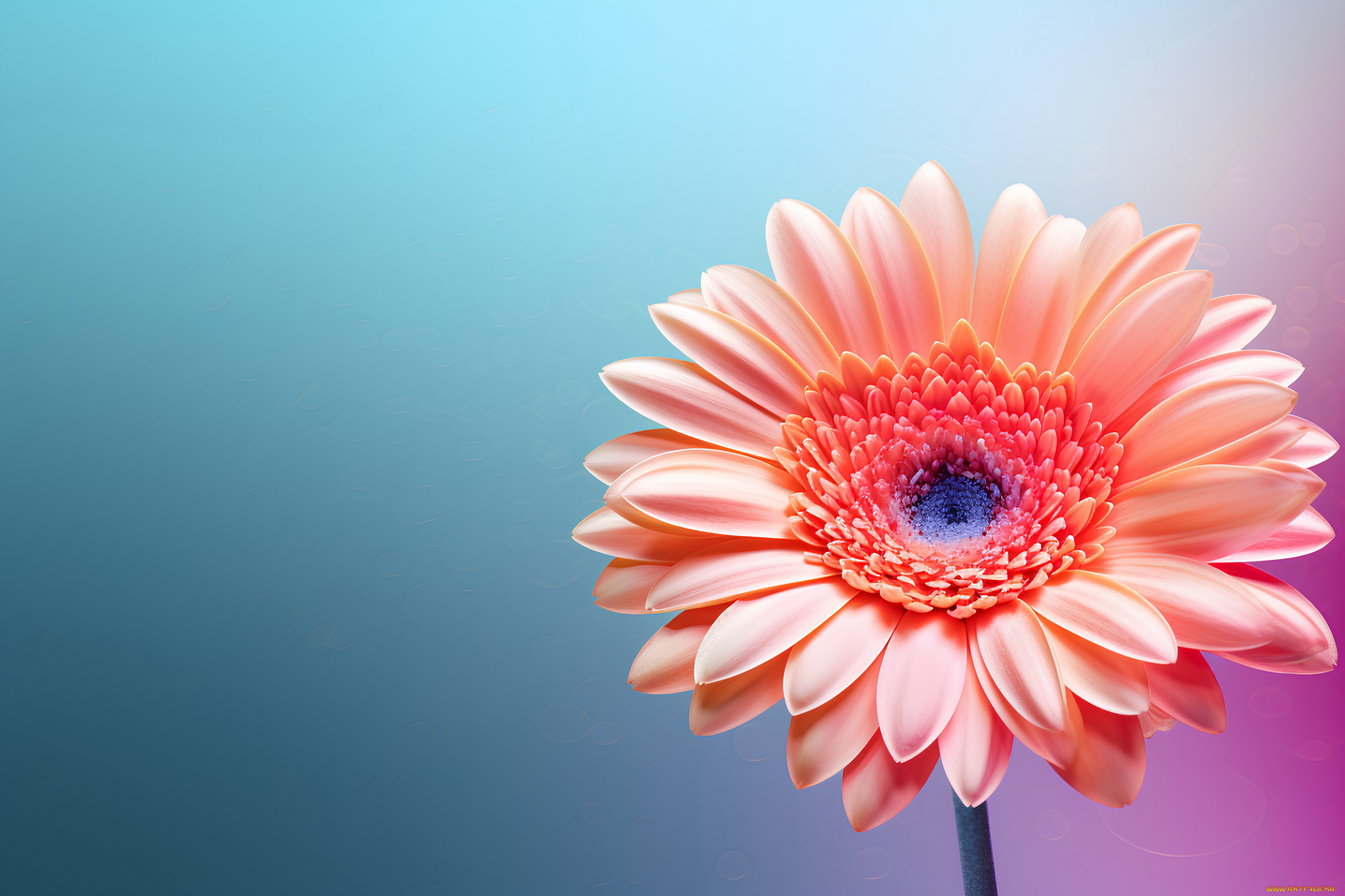 цветы, герберы, розовая, гербера, макро