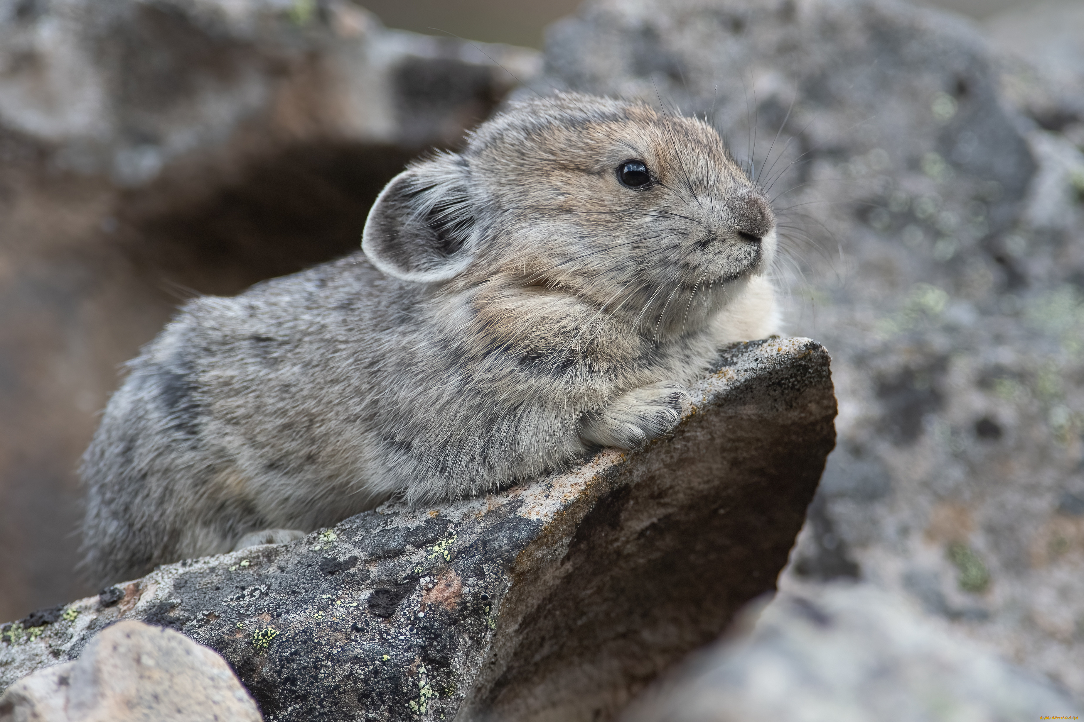 животные, крысы, , мыши, грызун