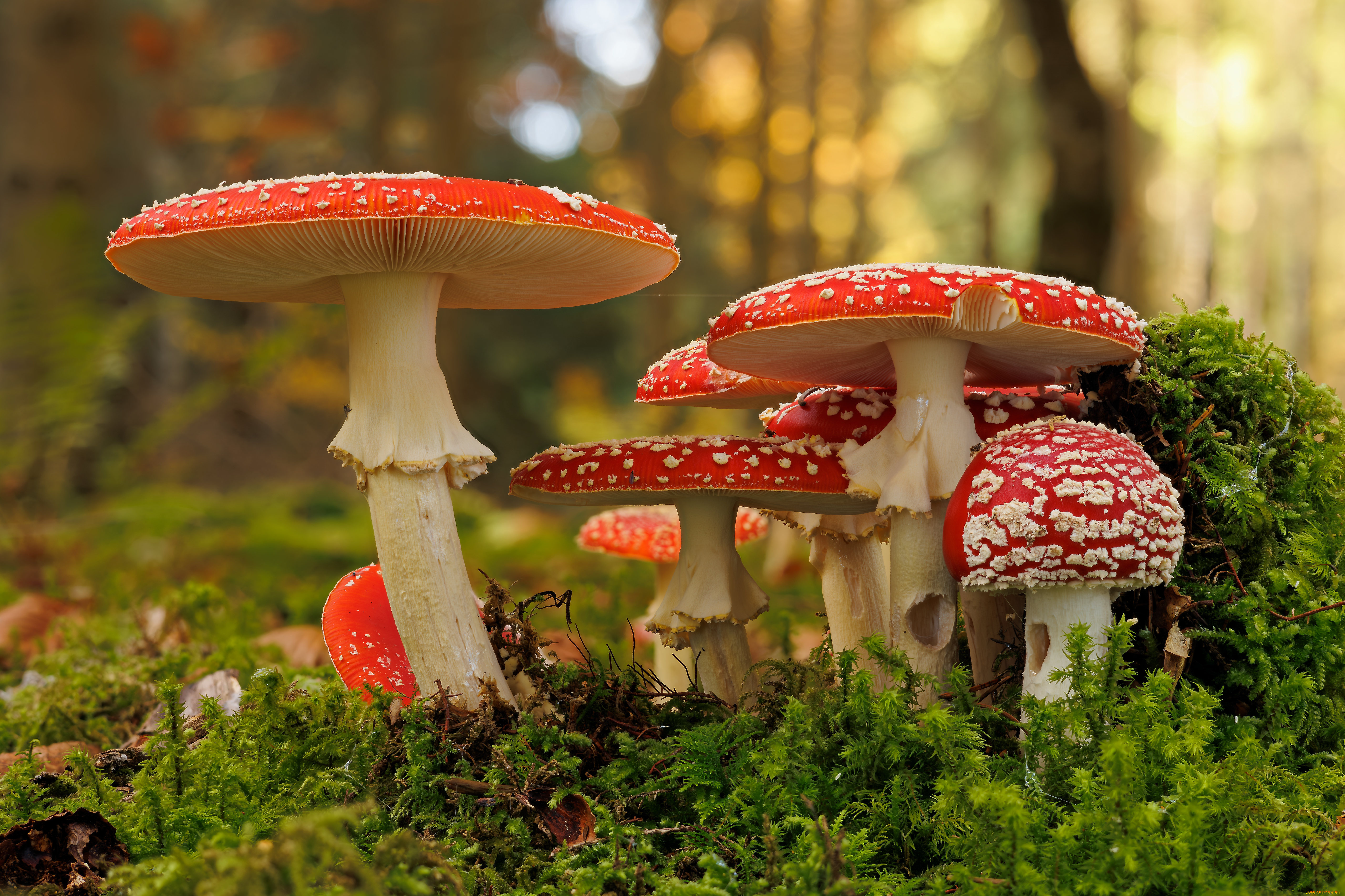 природа, грибы, , мухомор