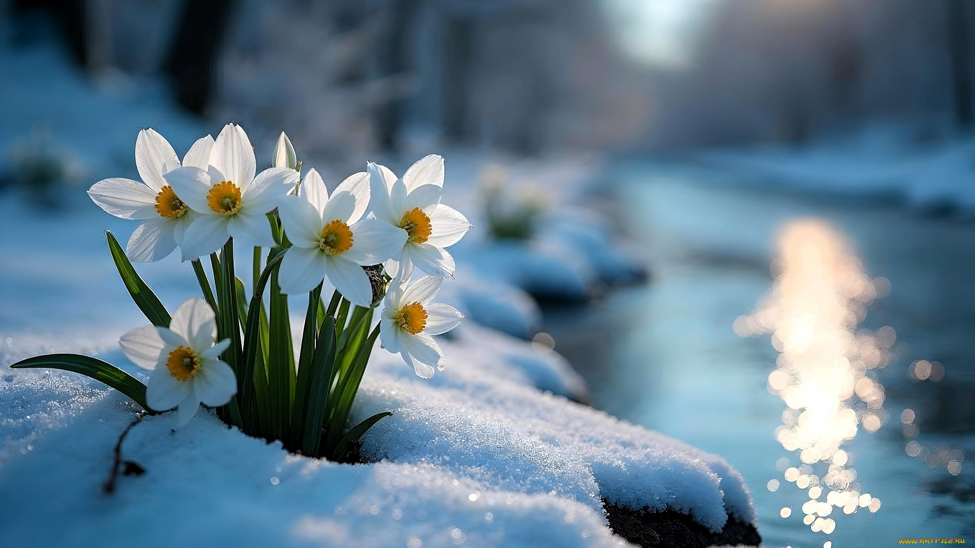 3д, графика, цветы, , flowers, цветы, снег, река, нарциссы