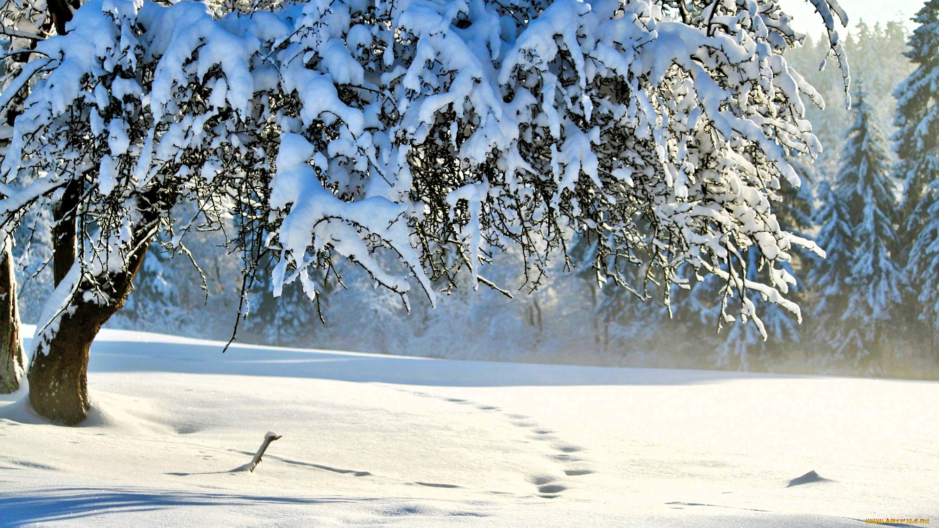 природа, зима, деревья, лес, снег, следы