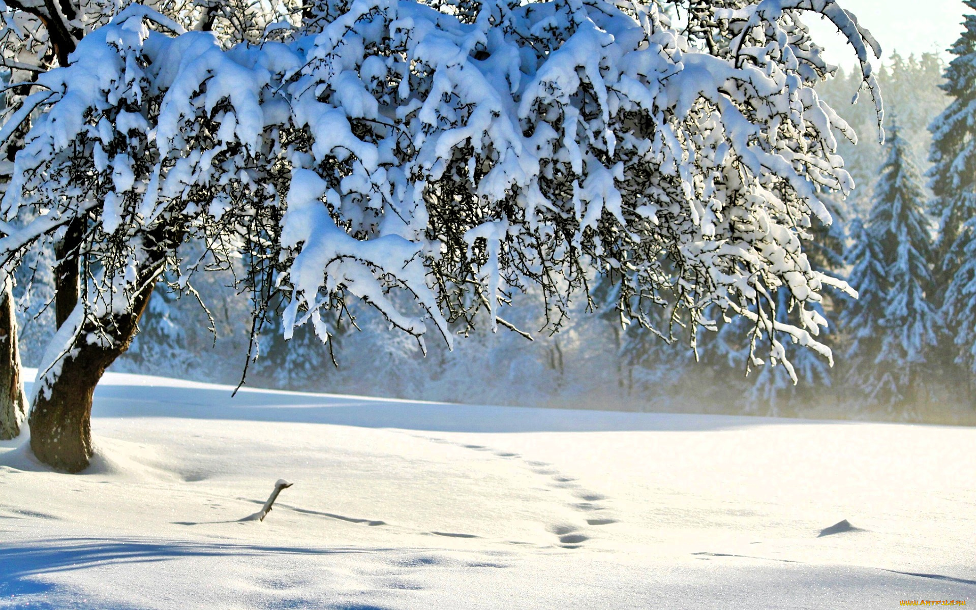 природа, зима, деревья, лес, снег, следы