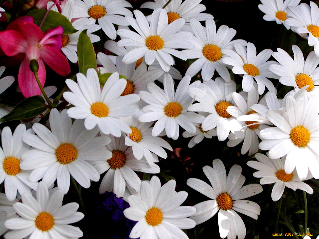 цветы, ромашки