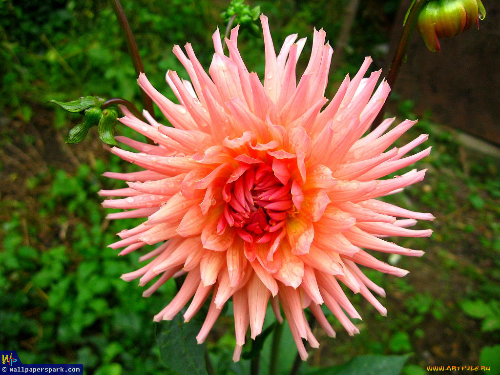 цветы, георгины