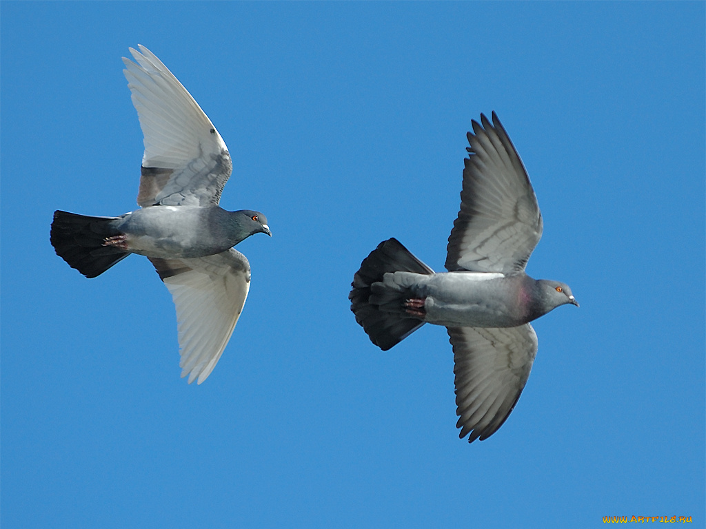 животные, голуби