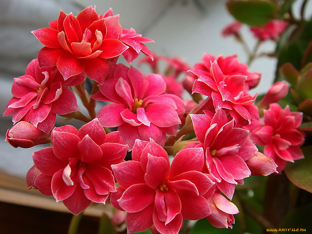 цветы, каланхоэ