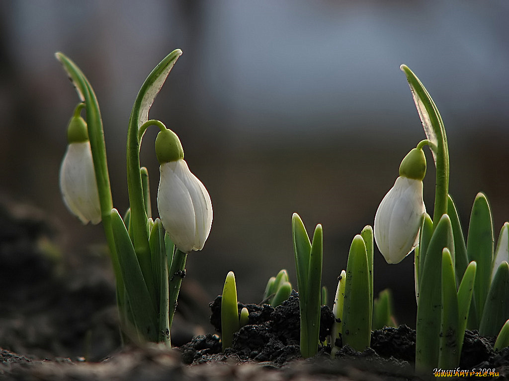 цветы, подснежники, белоцветник