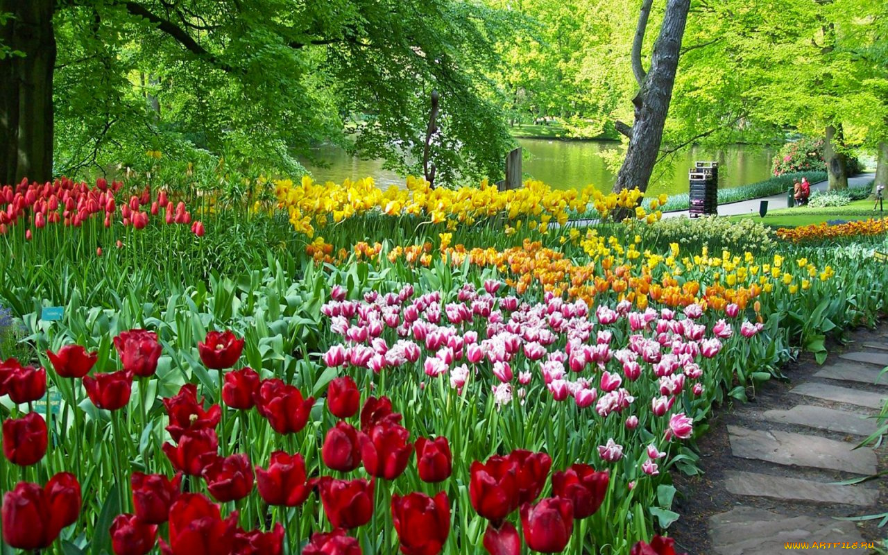 цветы, тюльпаны
