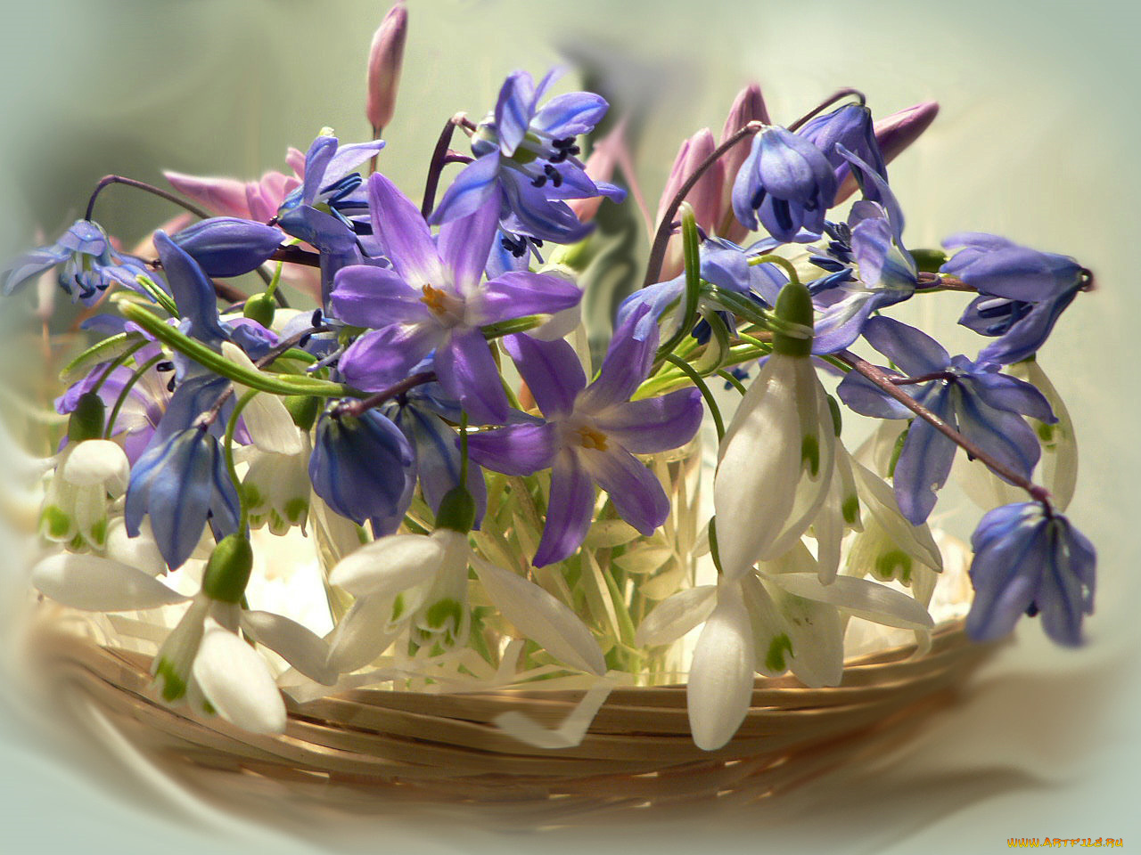 цветы, букеты, композиции