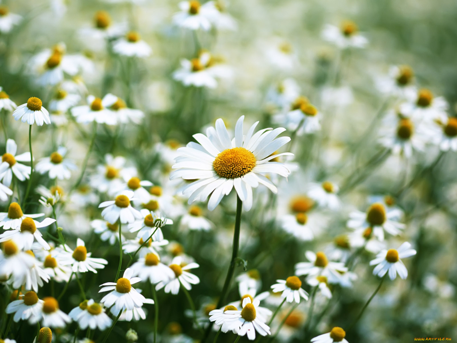 цветы, ромашки