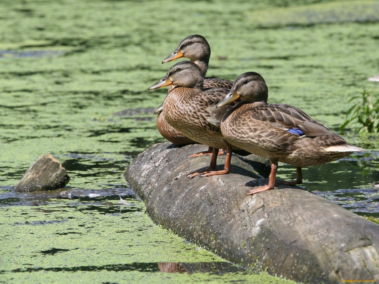 животные, утки