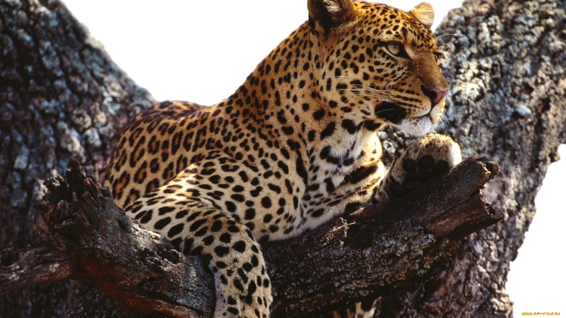 животные, леопарды