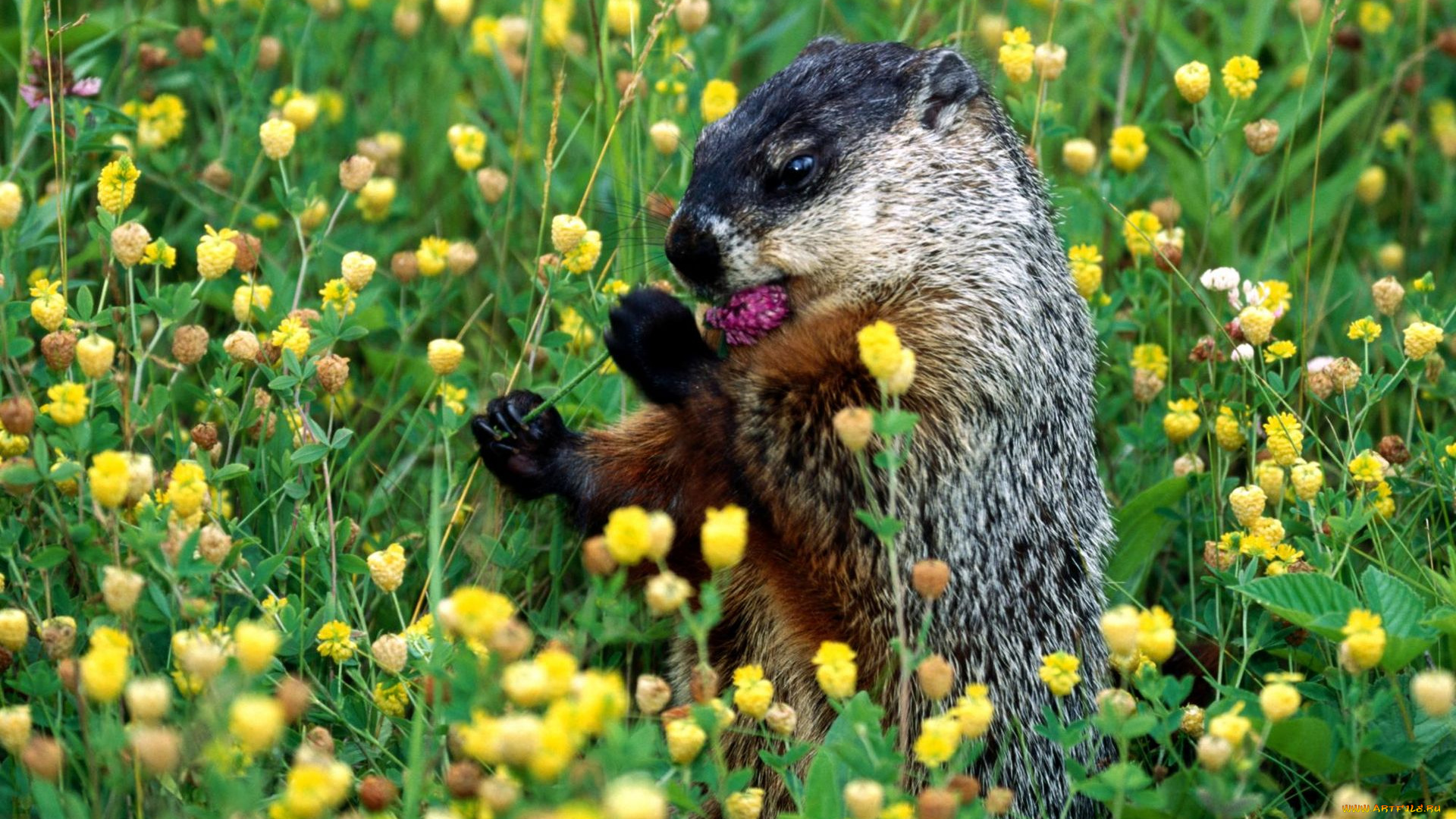 животные, суслики, сурки