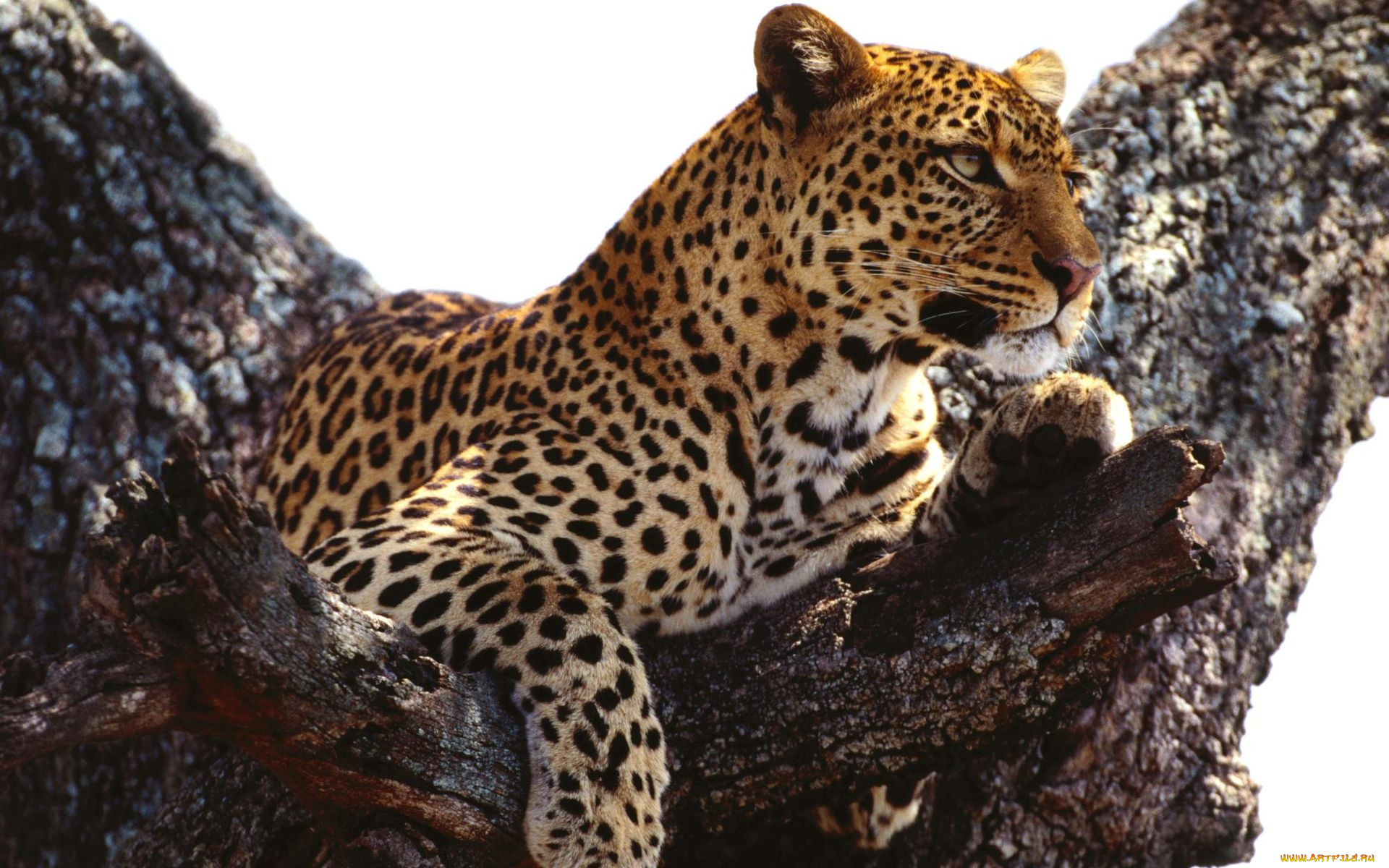 животные, леопарды