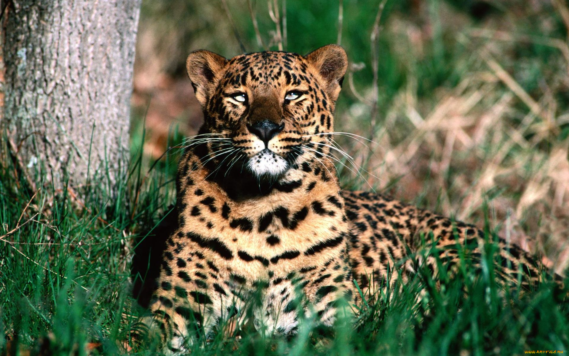 животные, леопарды