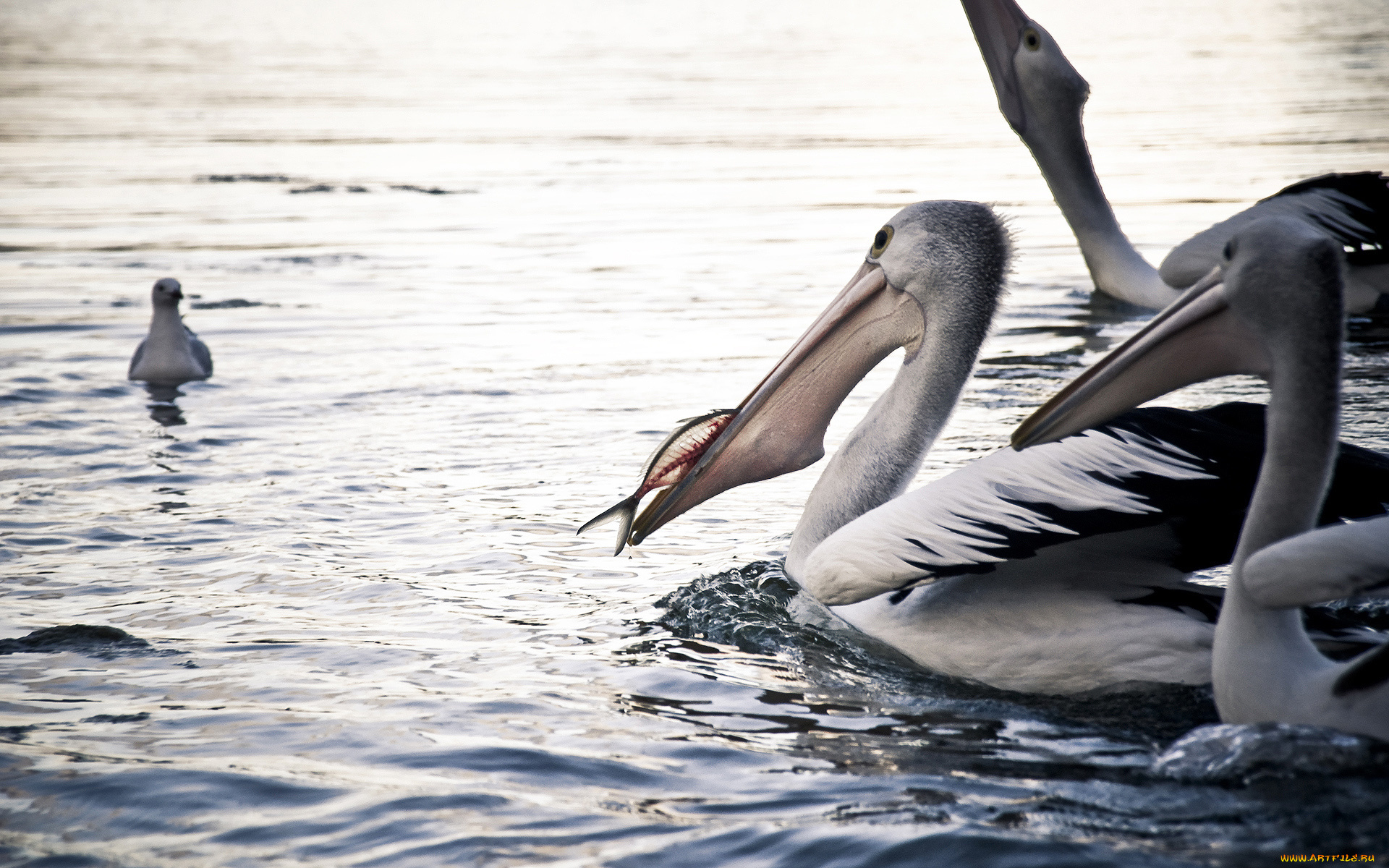 животные, пеликаны