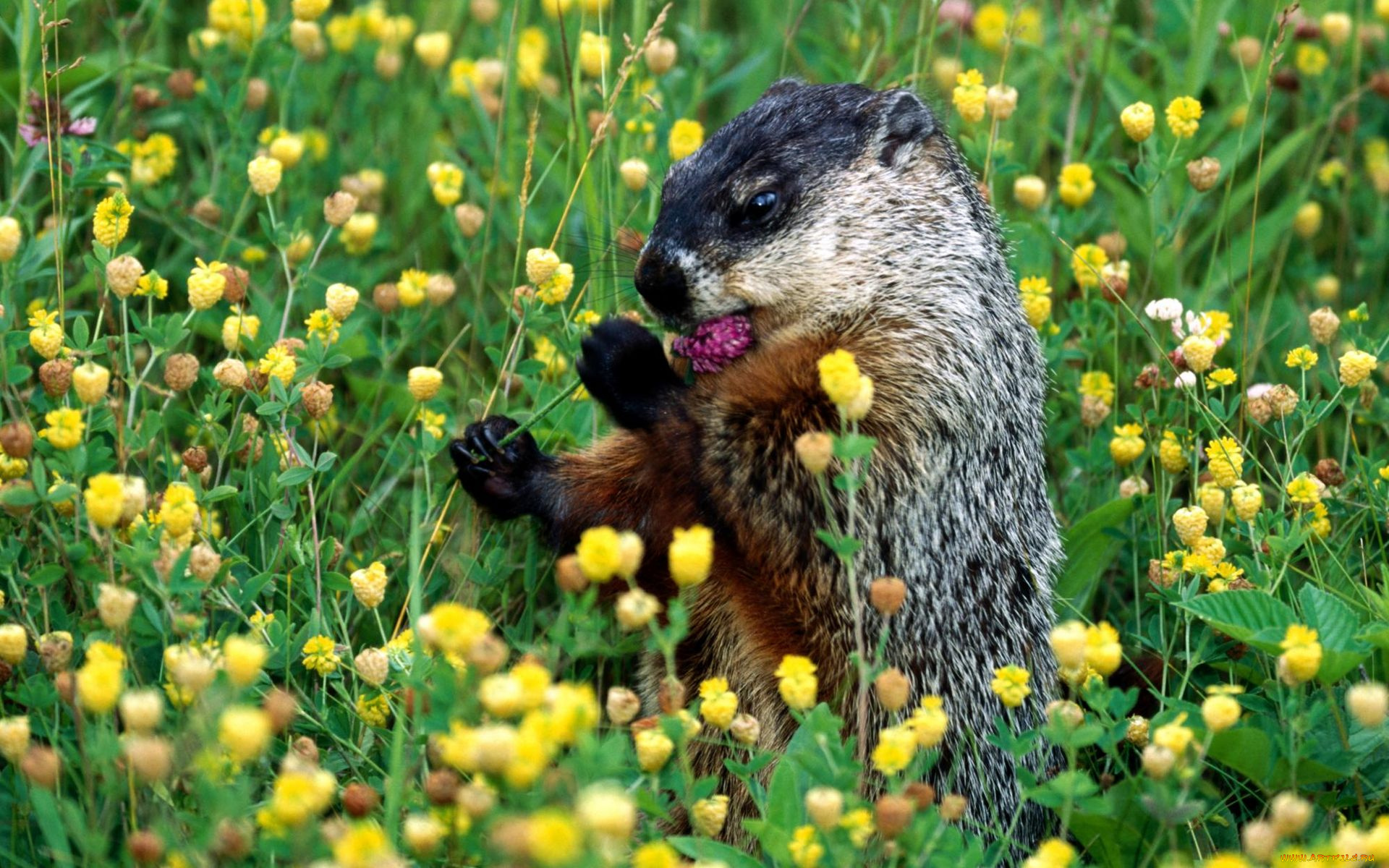 животные, суслики, сурки