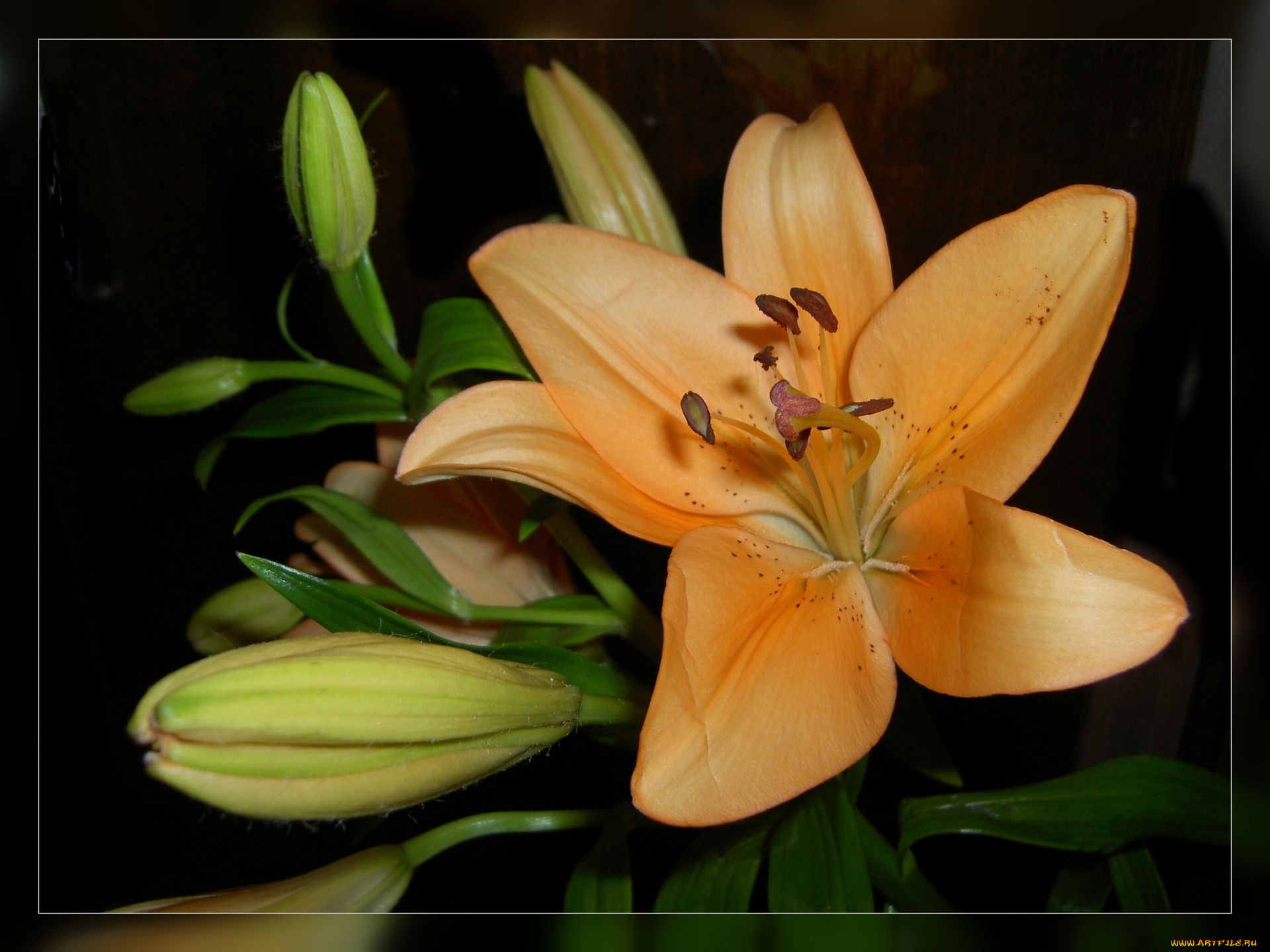 цветы, лилии, лилейники