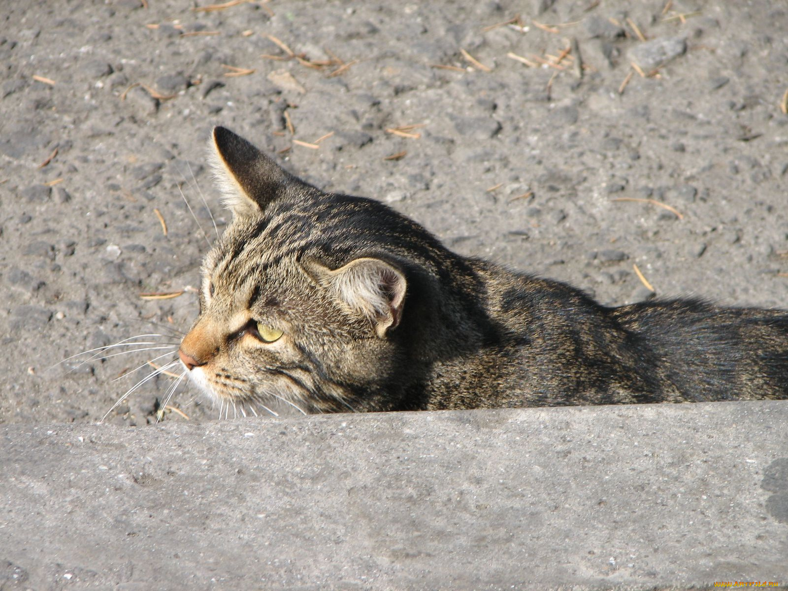 животные, коты