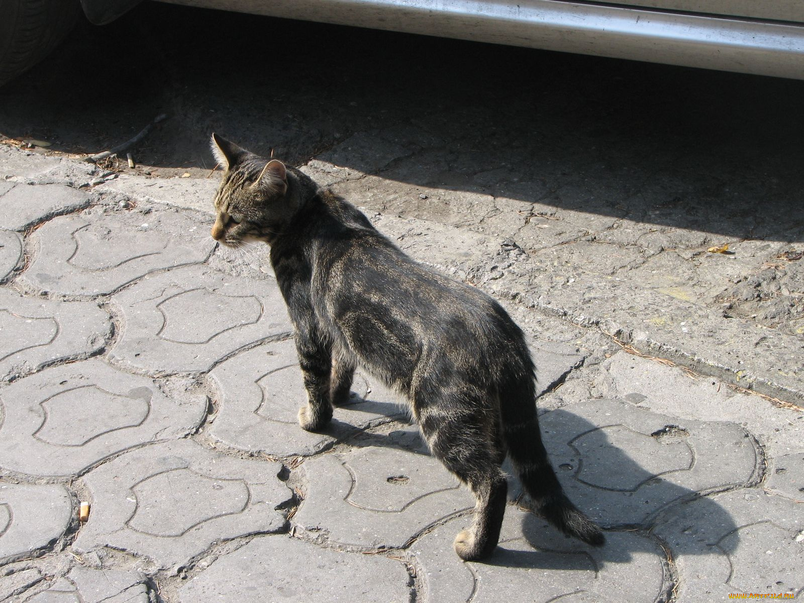 животные, коты