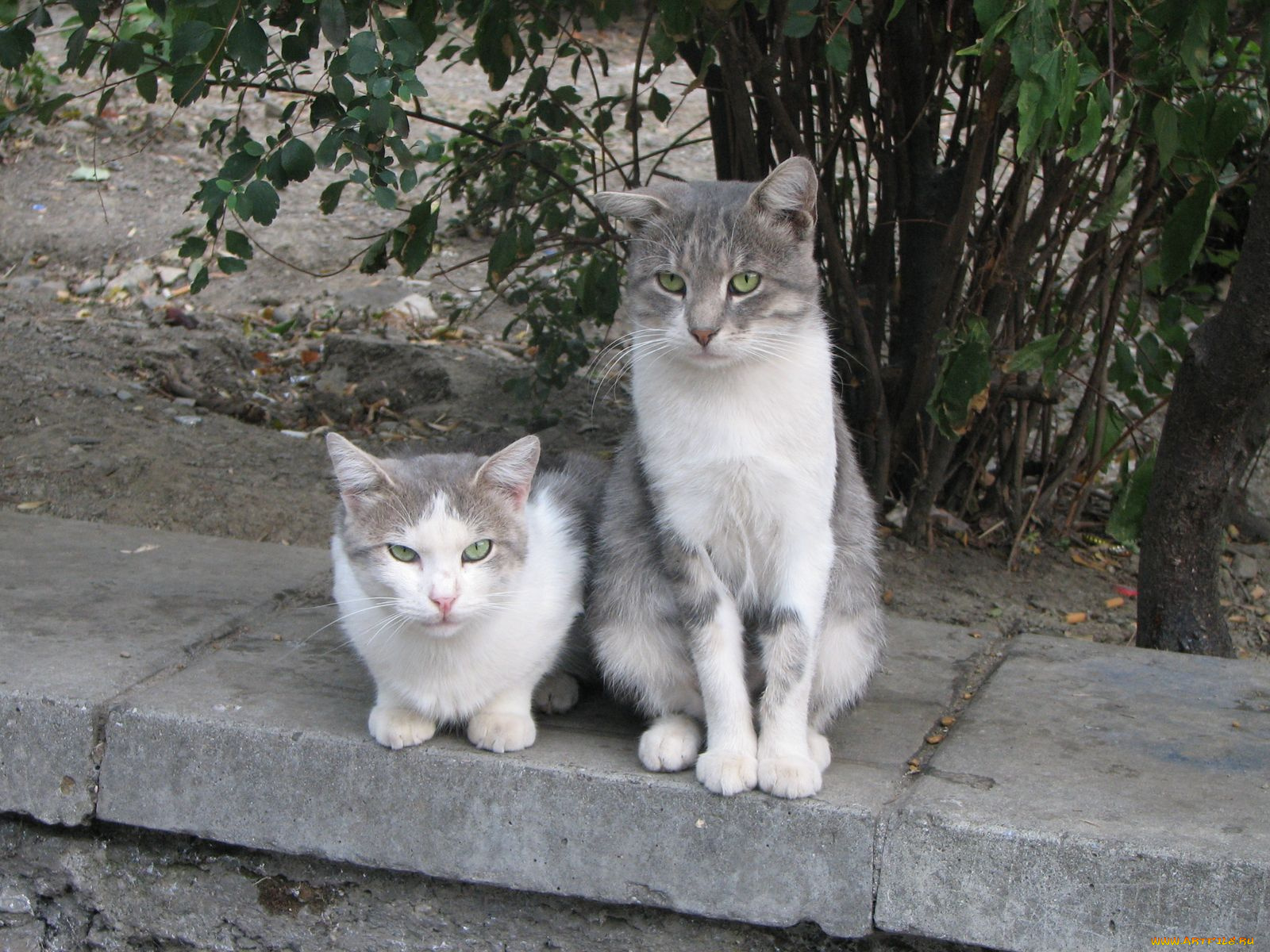 животные, коты