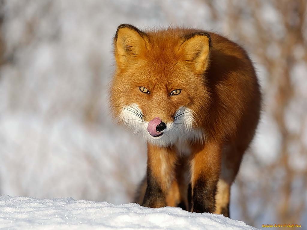 автор, игорь, шпиленок, животные, лисы