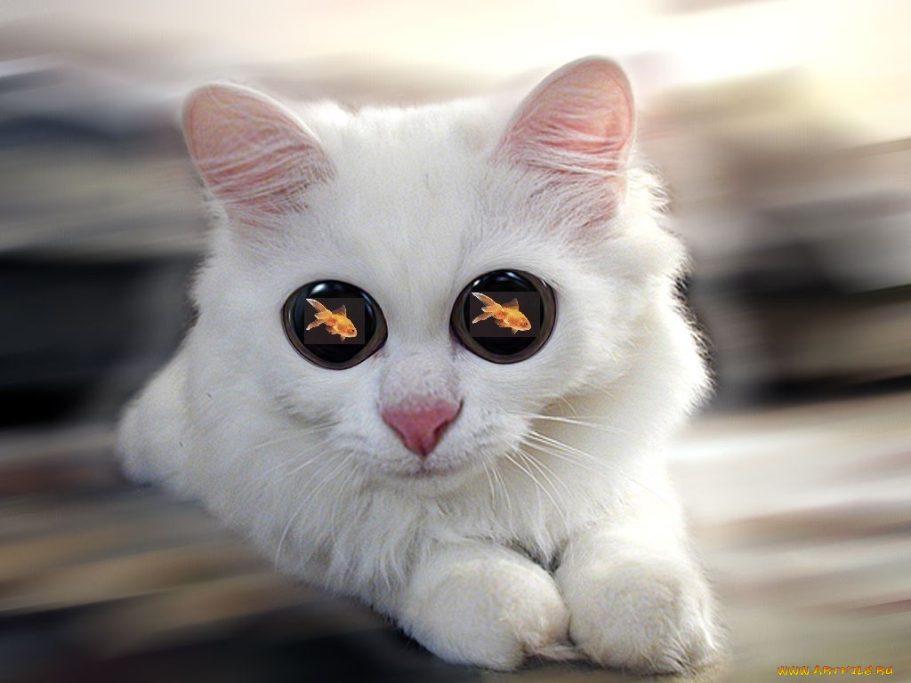 юмор, приколы, кот