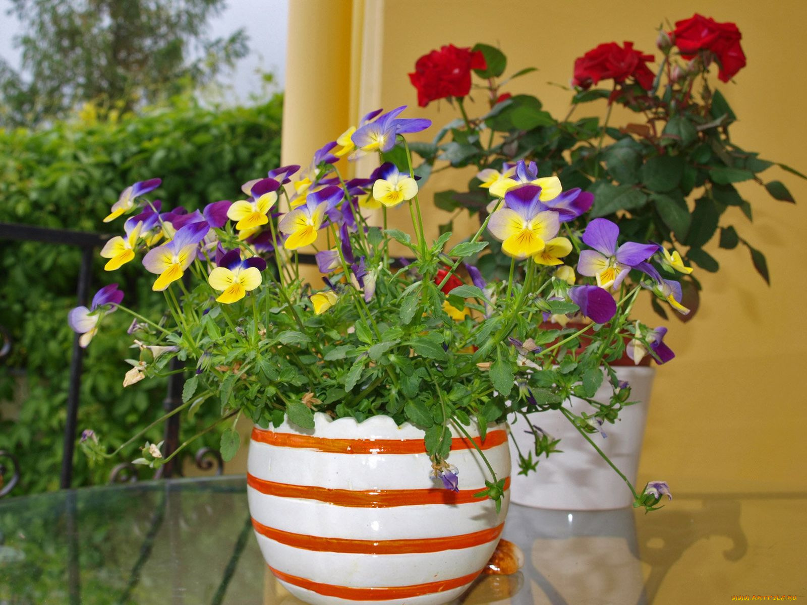 цветы, разные, вместе