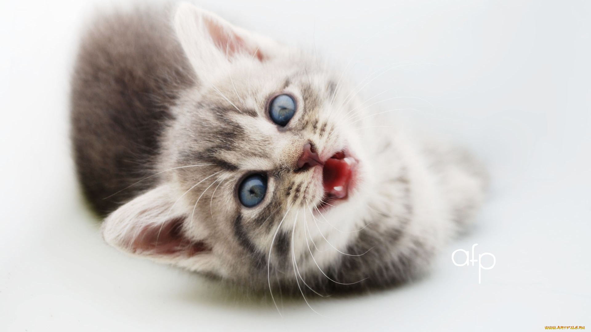 животные, коты