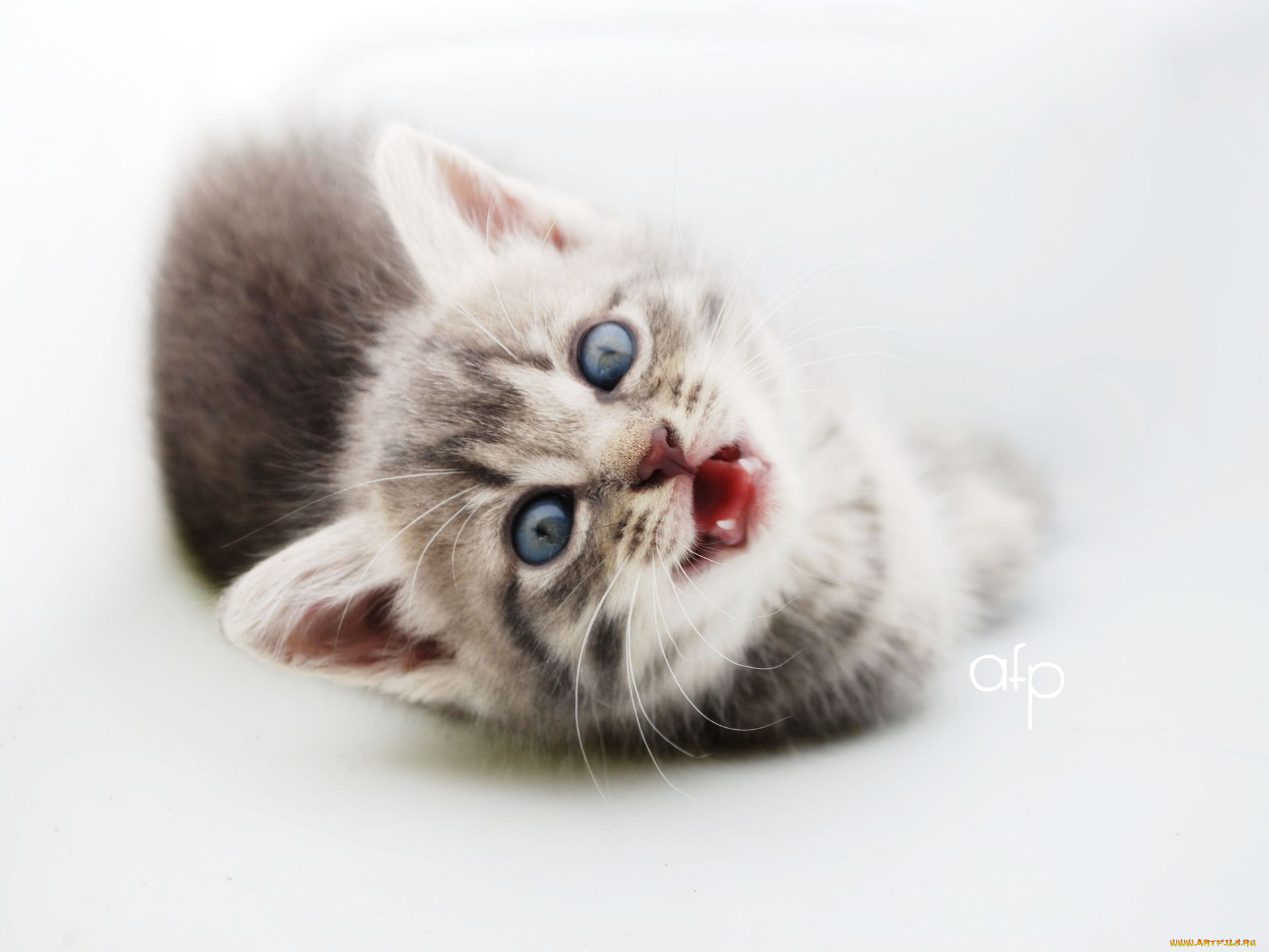 животные, коты