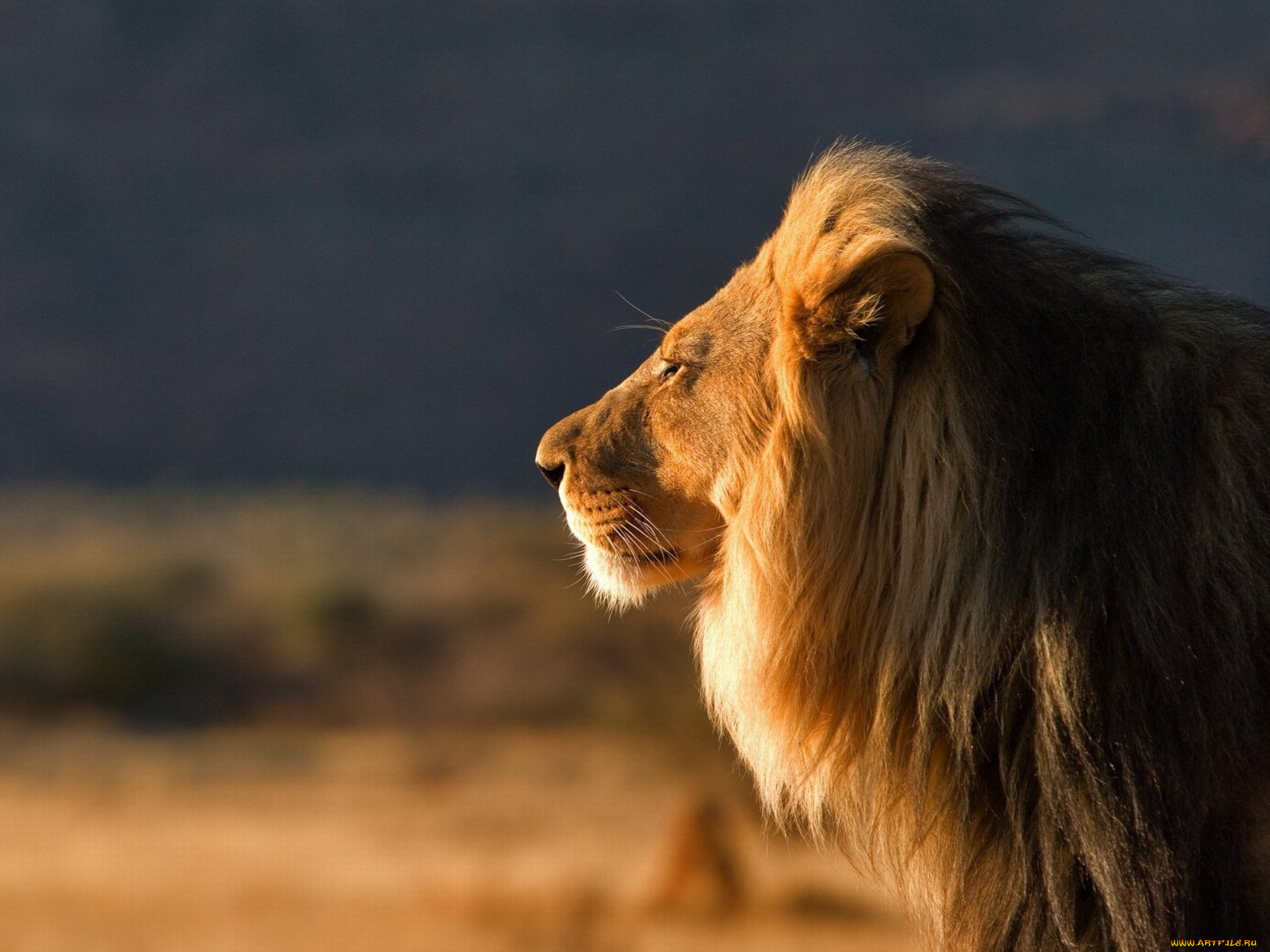 животные, львы
