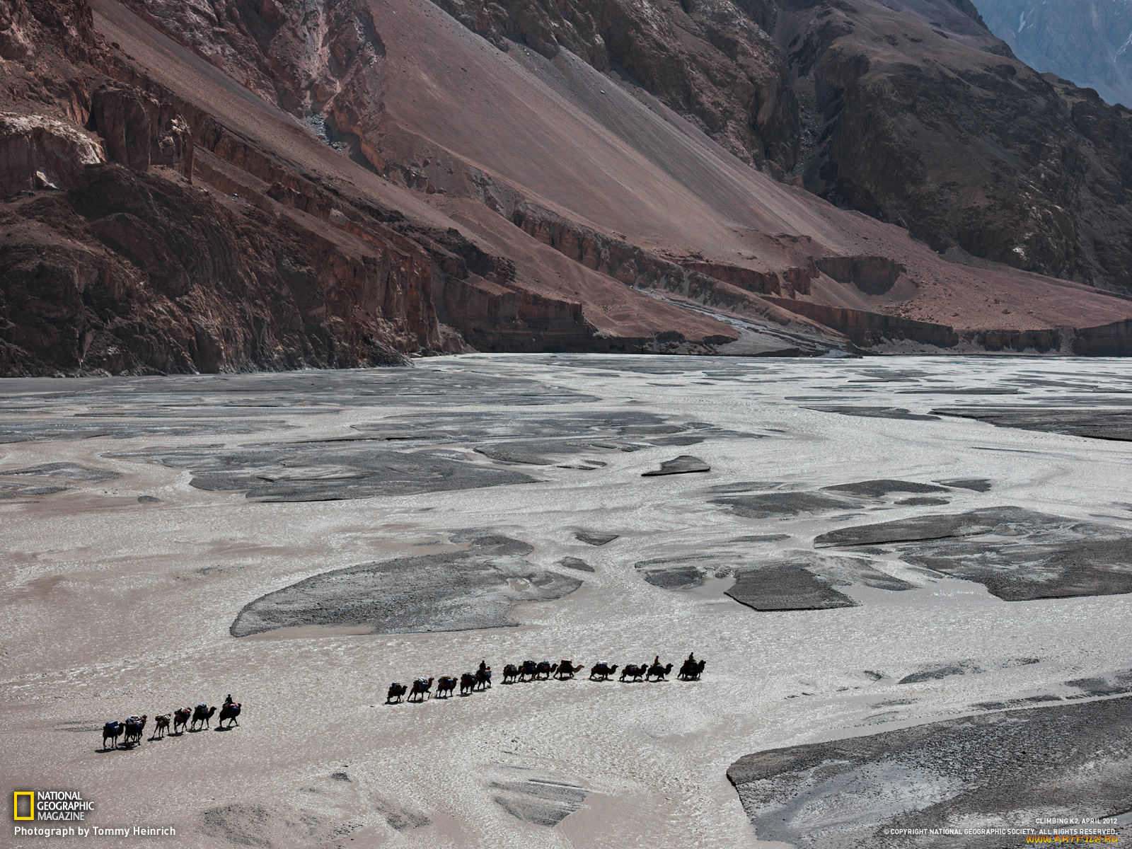 животные, верблюды, караван