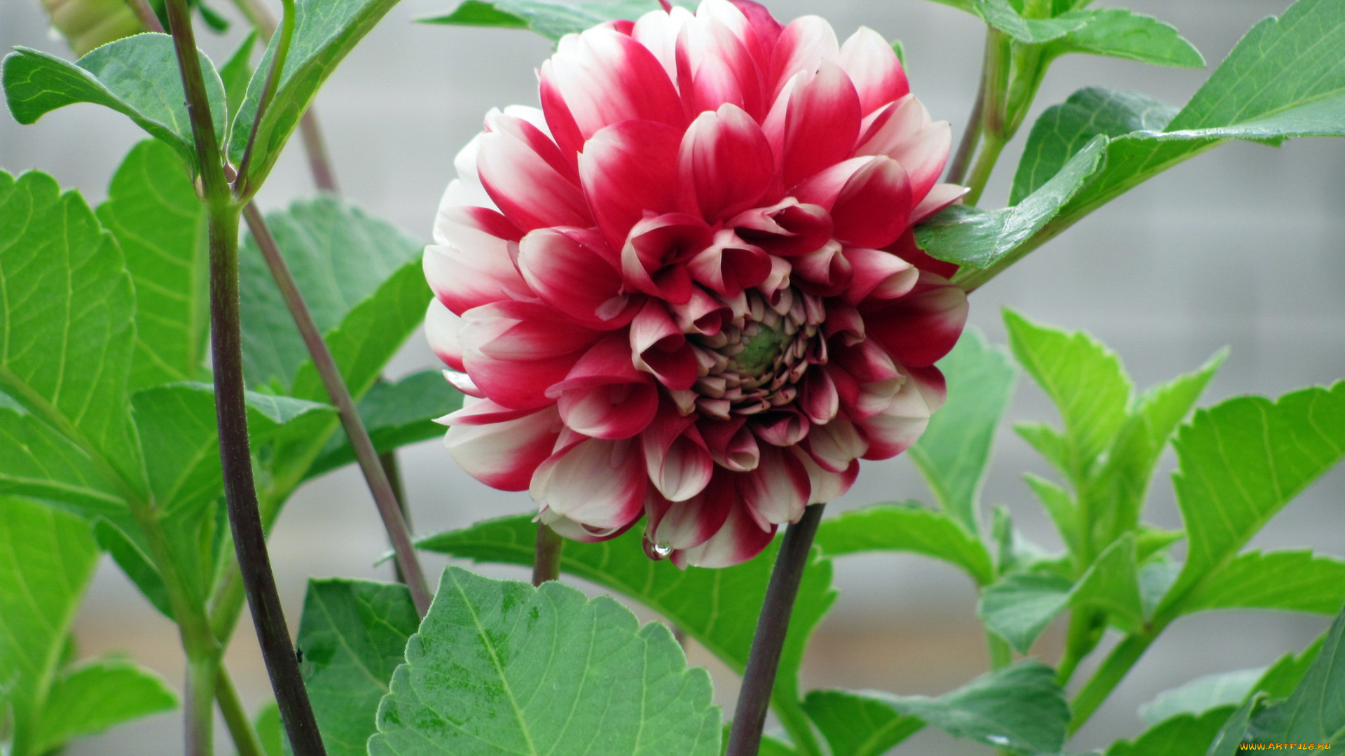 цветы, георгины, двухцветный