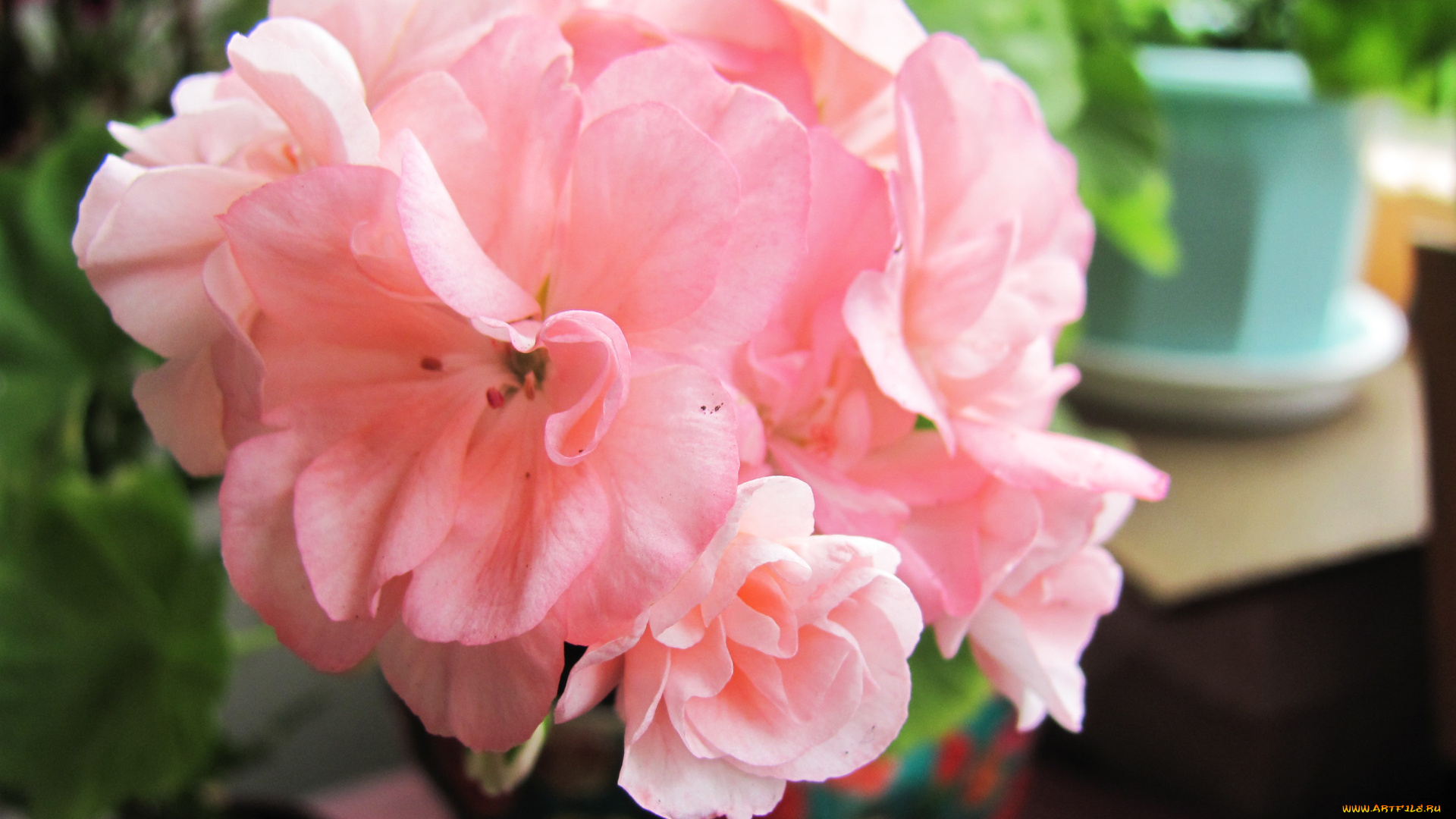 цветы, герань, розовый